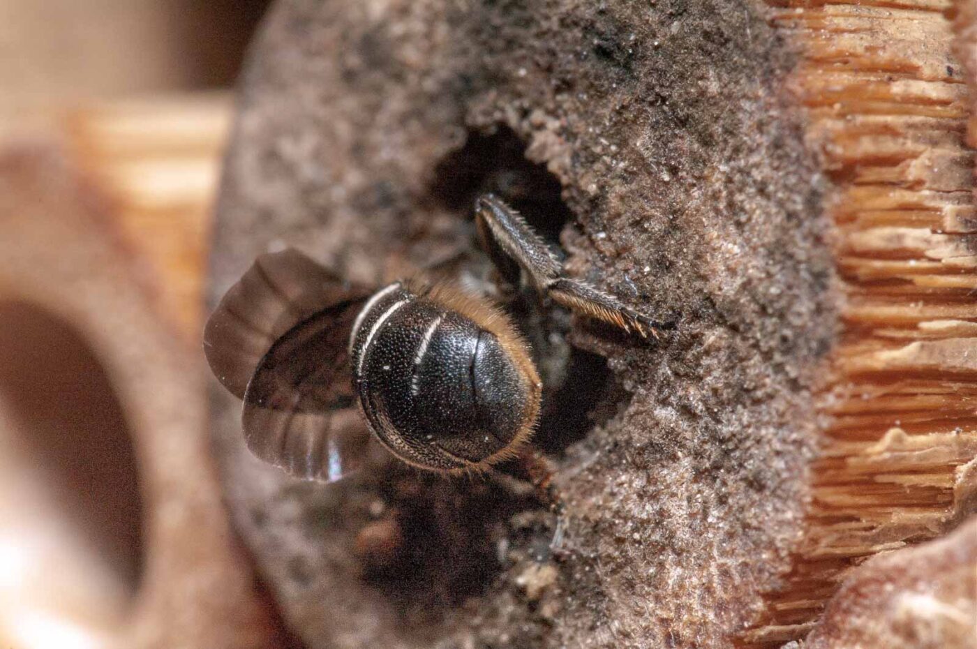 2020-06-14 - RE-Sidenzia auf'm BallKong