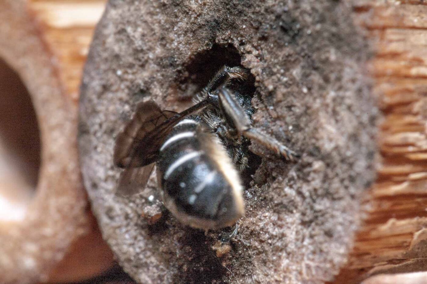 2020-06-14 - RE-Sidenzia auf'm BallKong