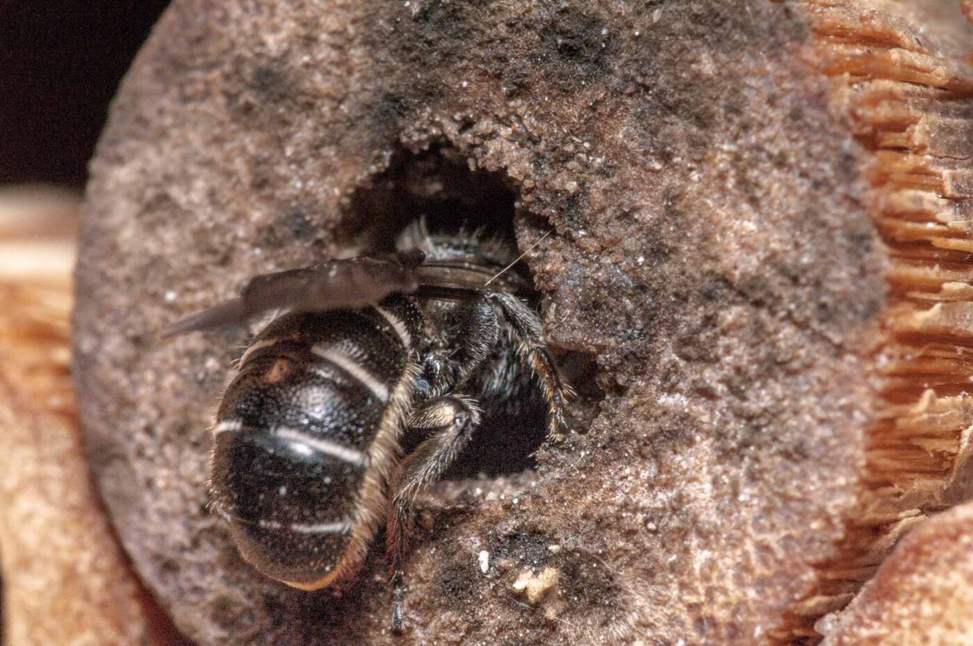 2020-06-14 - RE-Sidenzia auf'm BallKong