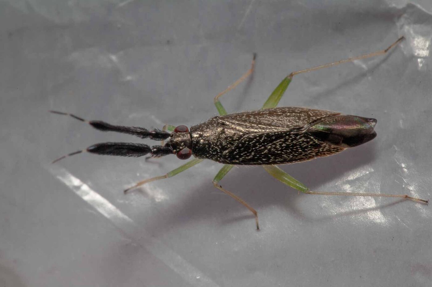 2020-06-22 - RE-Sidenzia auf'm BallKong