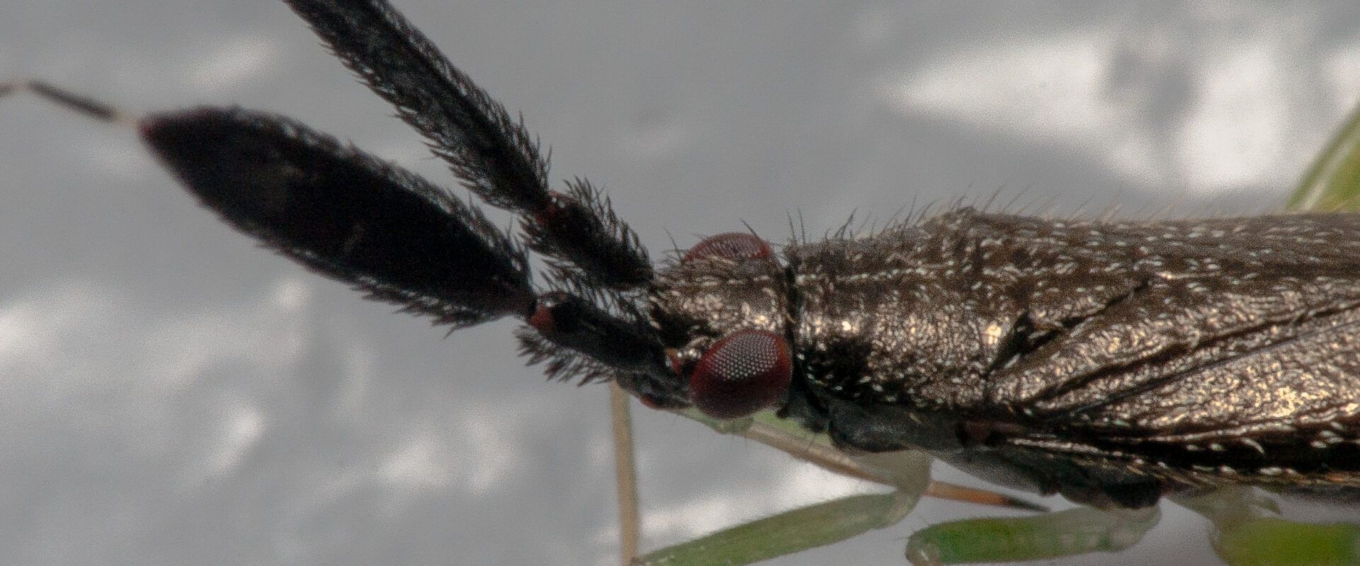 2020-06-22 – Residenzia – Balkon