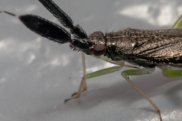 2020-06-22 - RE-Sidenzia auf'm BallKong