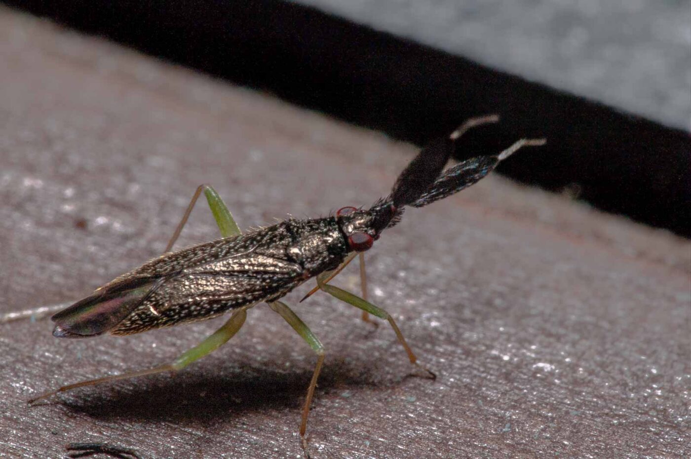 2020-06-22 - RE-Sidenzia auf'm BallKong