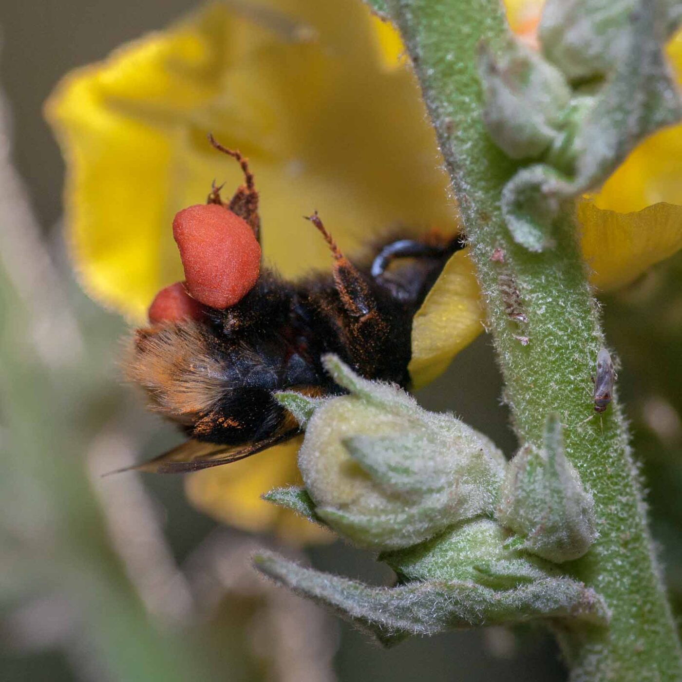 2020-06-24 - NSG Hürfeldhalde Dorsten