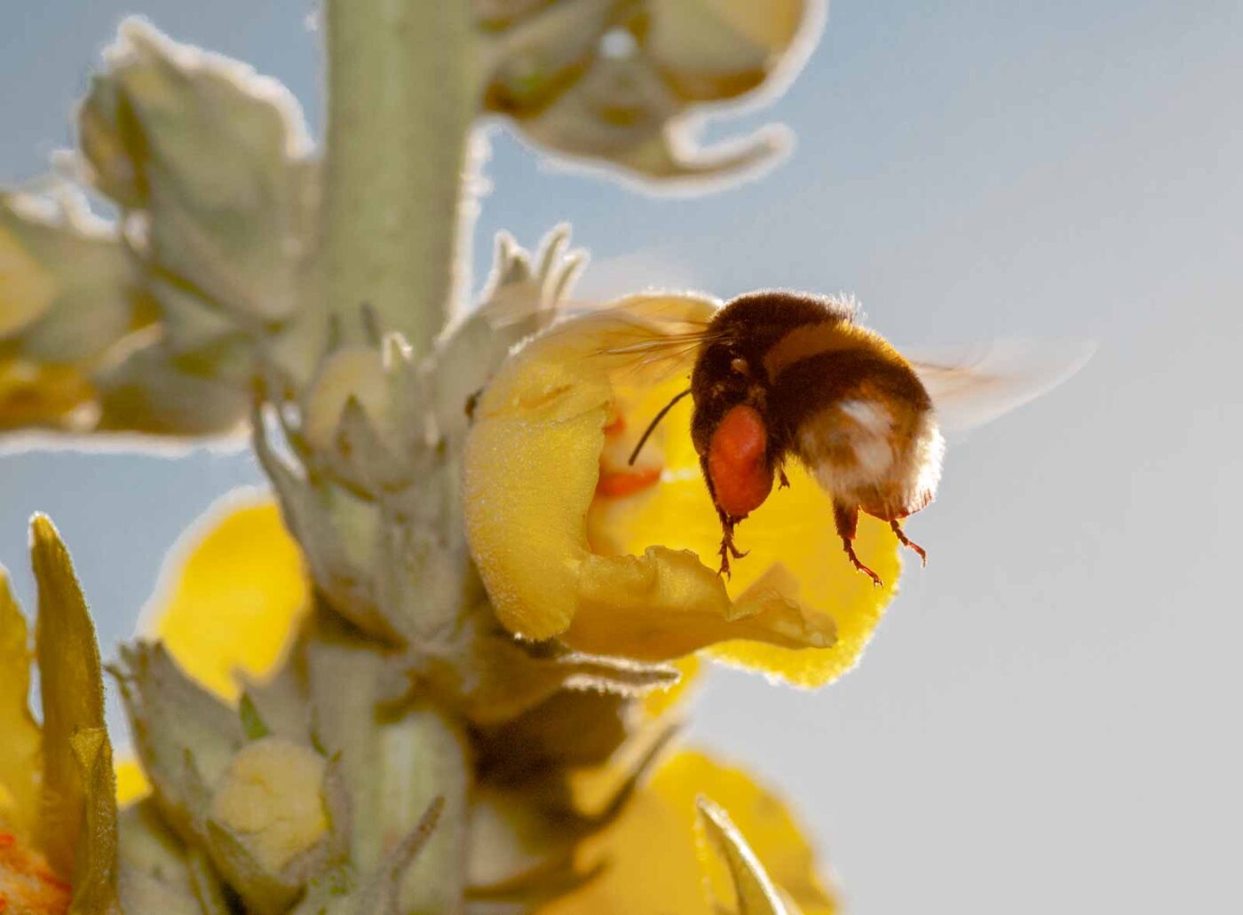 2020-06-24 - NSG Hürfeldhalde Dorsten