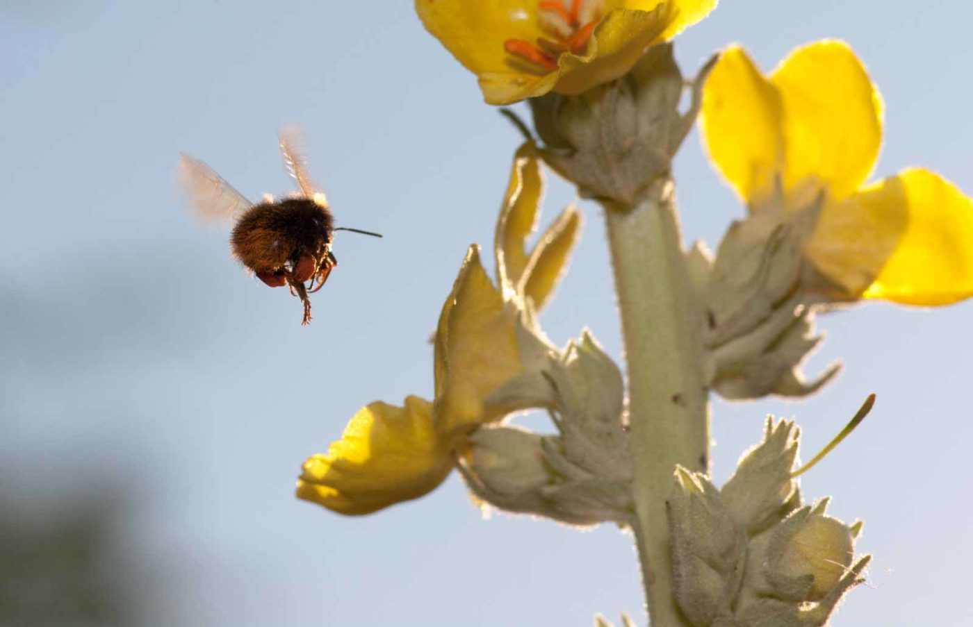 2020-06-24 - NSG Hürfeldhalde Dorsten