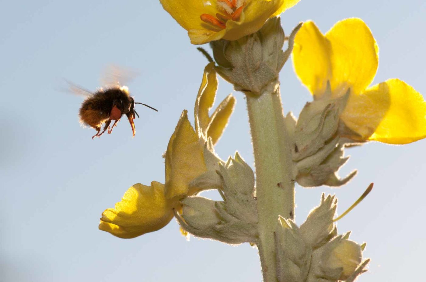 2020-06-24 - NSG Hürfeldhalde Dorsten