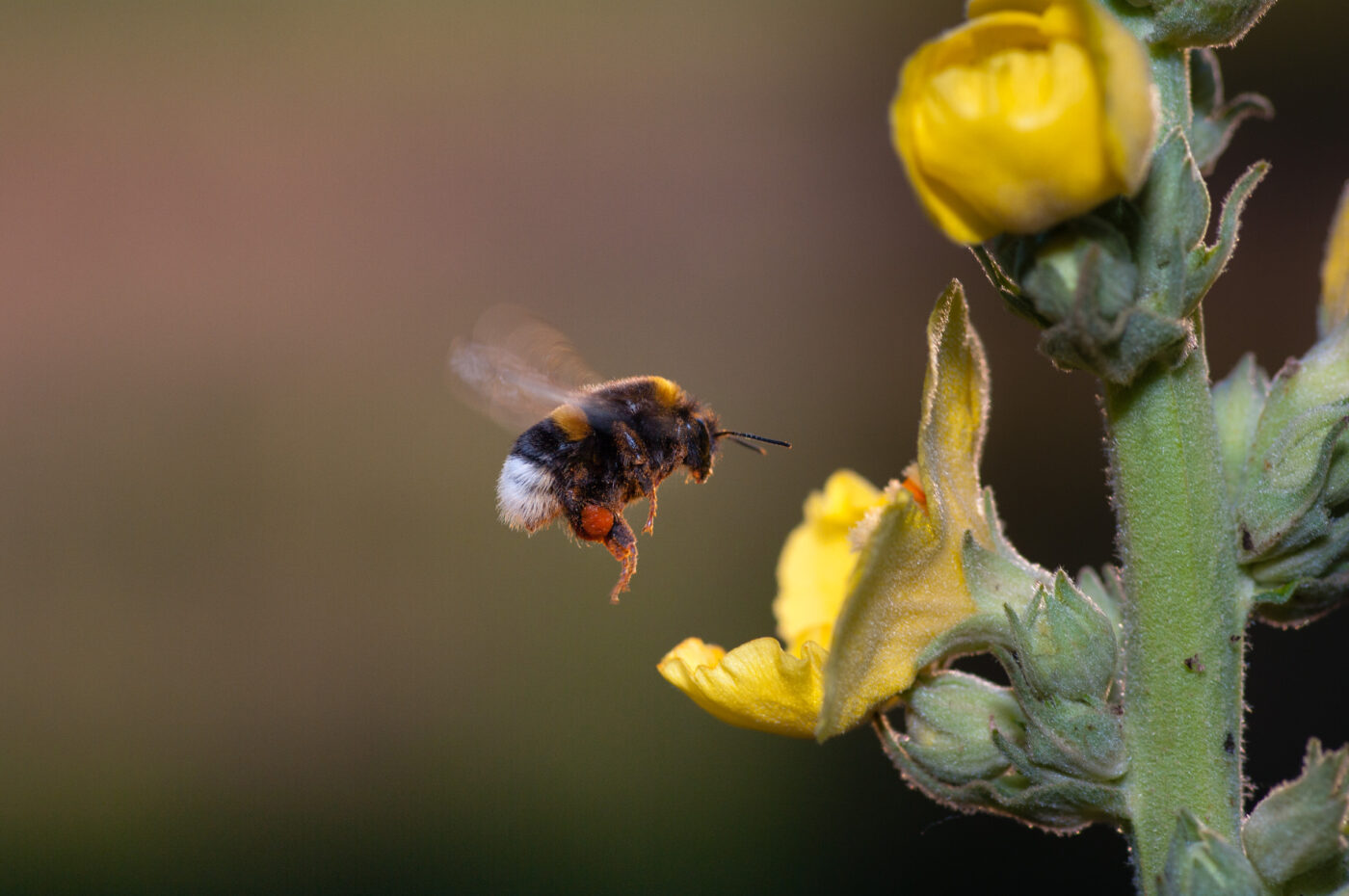 2020-06-24 - NSG Hürfeldhalde Dorsten