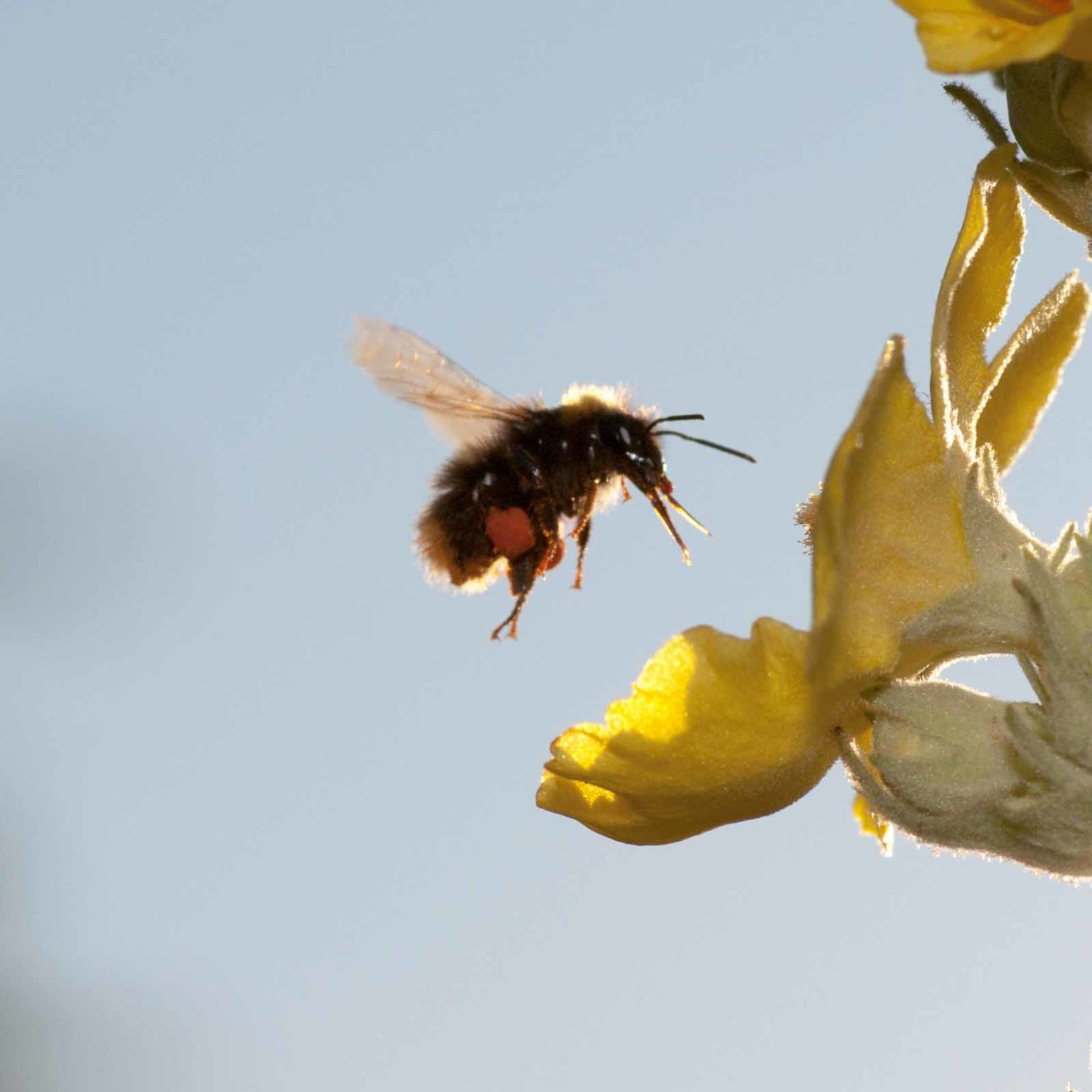 2020-06-24 - NSG Hürfeldhalde Dorsten