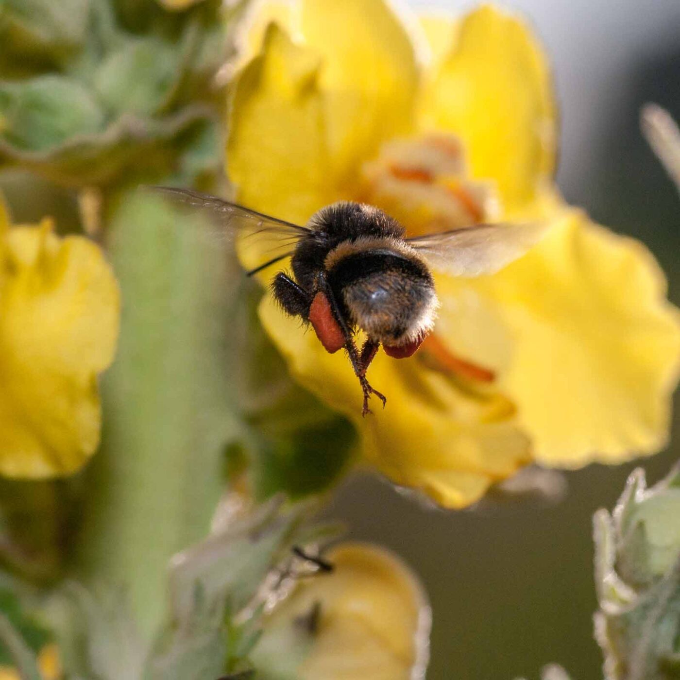 2020-06-24 - NSG Hürfeldhalde Dorsten