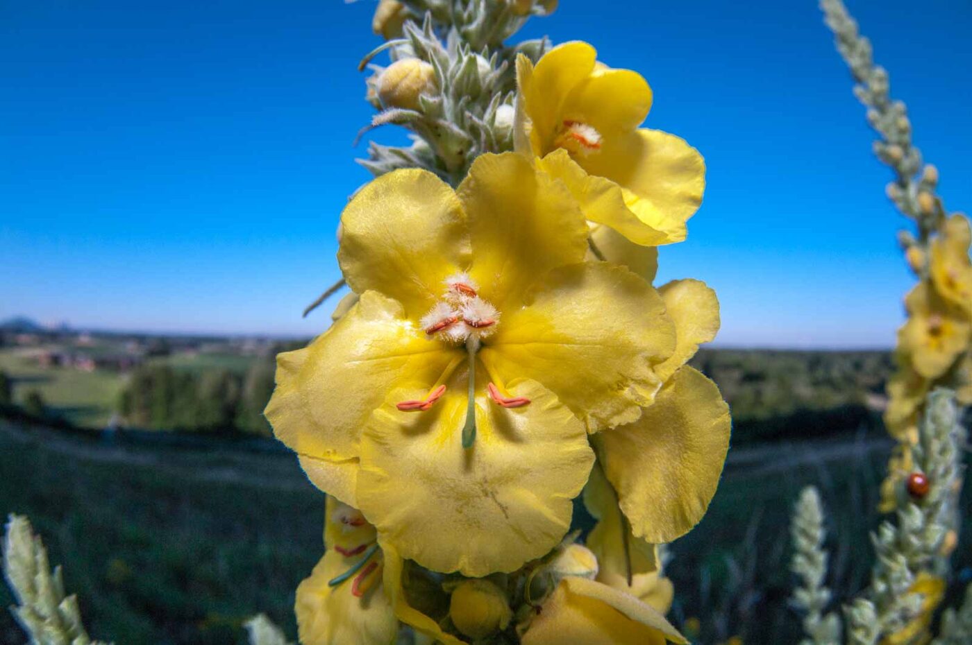 2020-06-24 - NSG Hürfeldhalde Dorsten