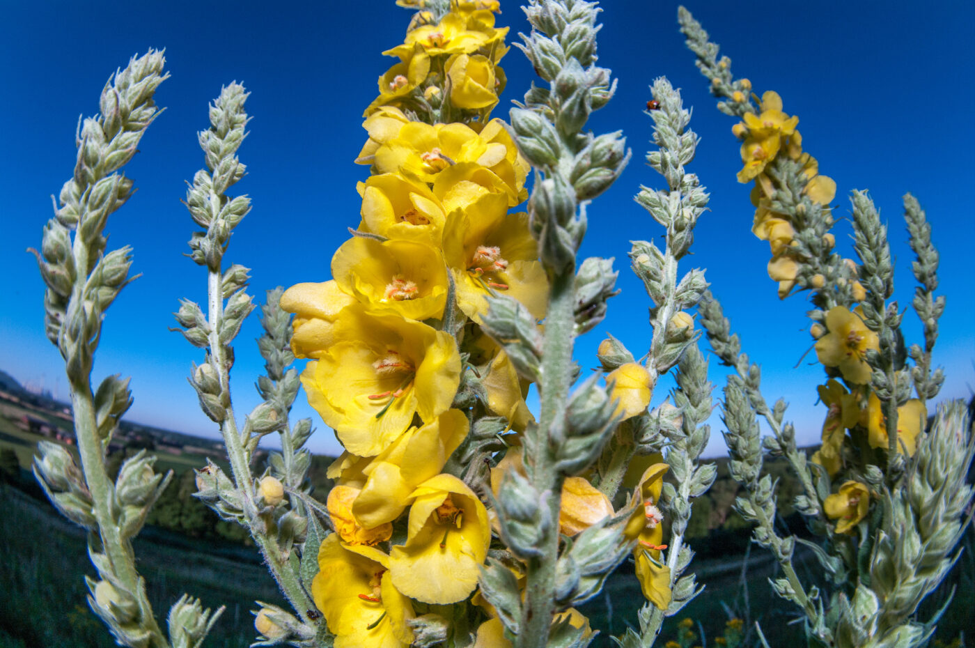 2020-06-24 - NSG Hürfeldhalde Dorsten