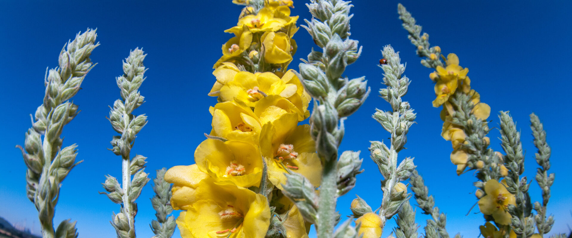 2020-06-24 – NSG Hürfeldhalde Dorsten