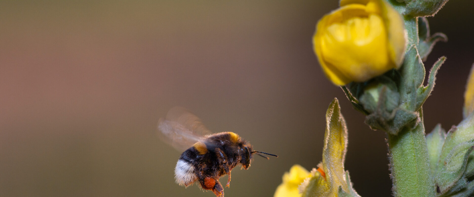 °kleinblütige königskerze°