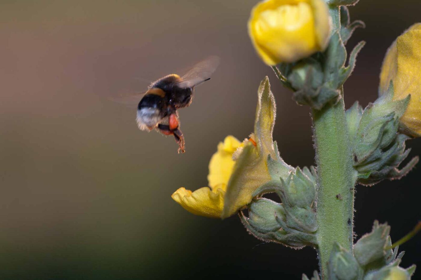 2020-06-24 - NSG Hürfeldhalde Dorsten