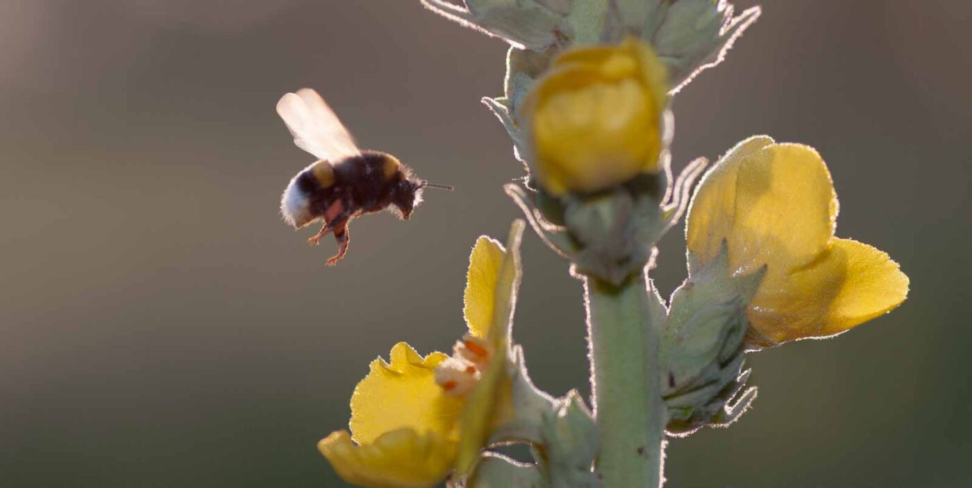 2020-06-24 - NSG Hürfeldhalde Dorsten