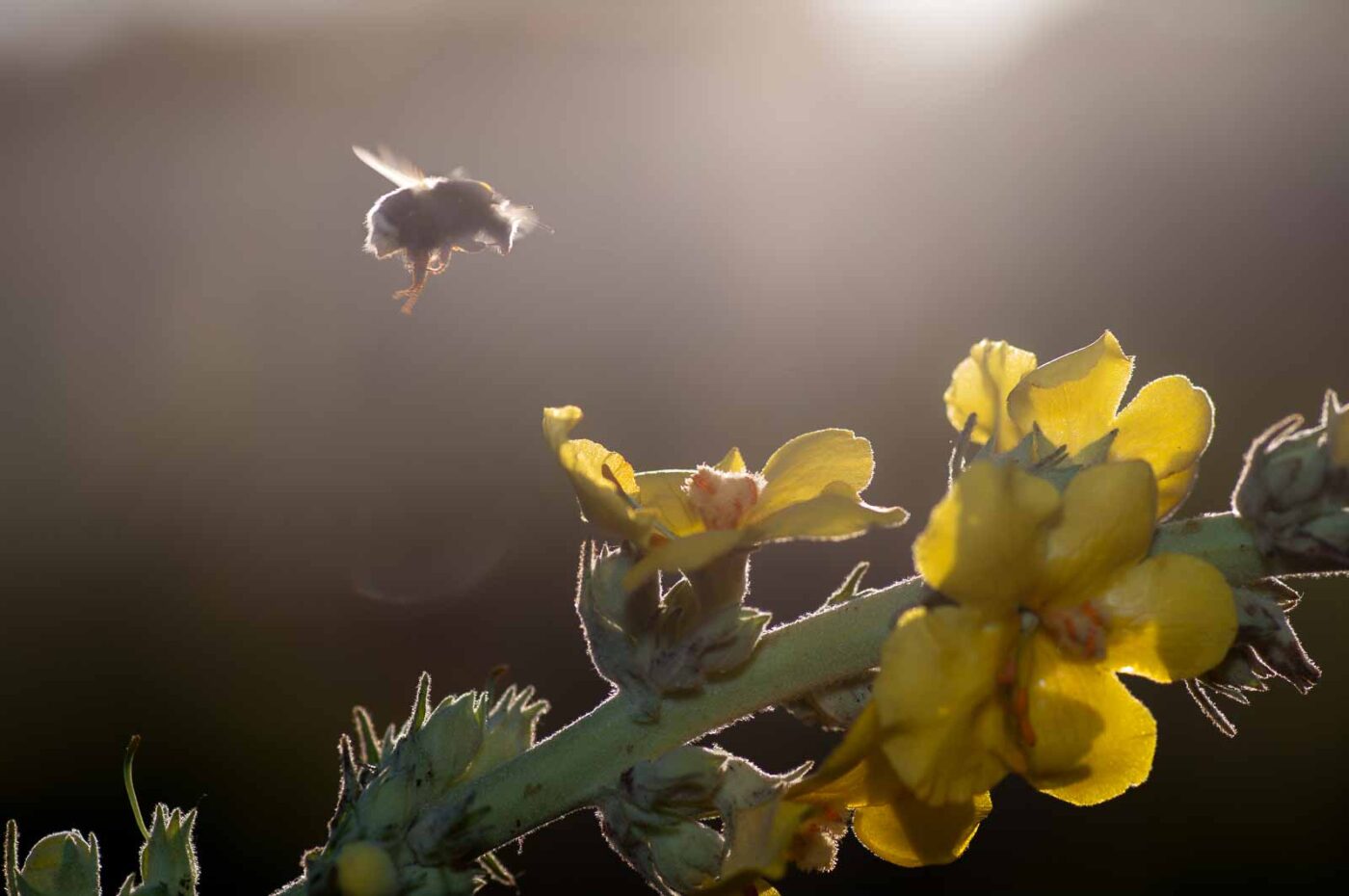 2020-06-24 - NSG Hürfeldhalde Dorsten
