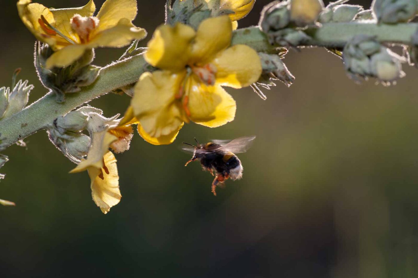 2020-06-24 - NSG Hürfeldhalde Dorsten