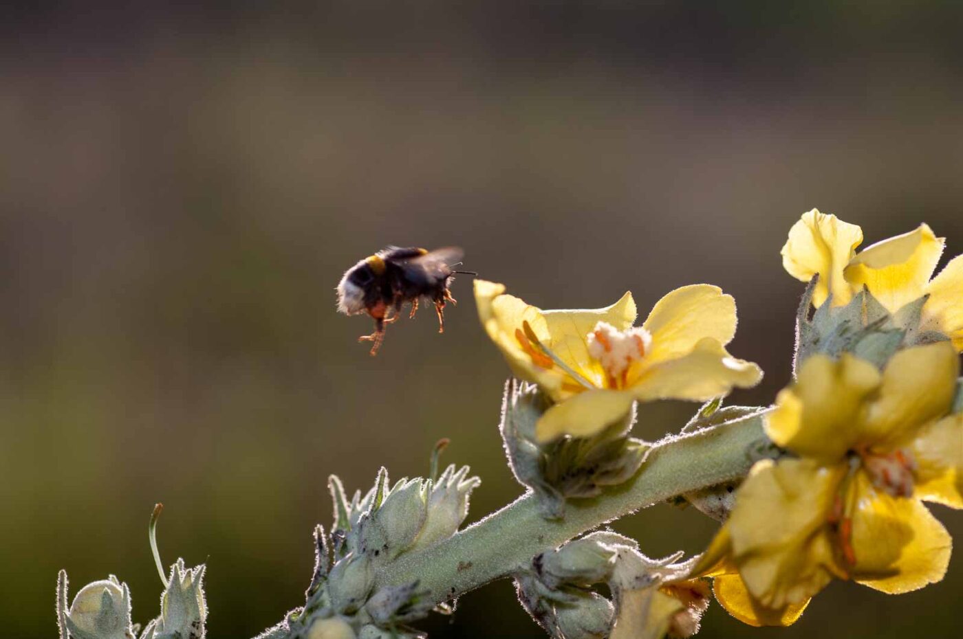 2020-06-24 - NSG Hürfeldhalde Dorsten