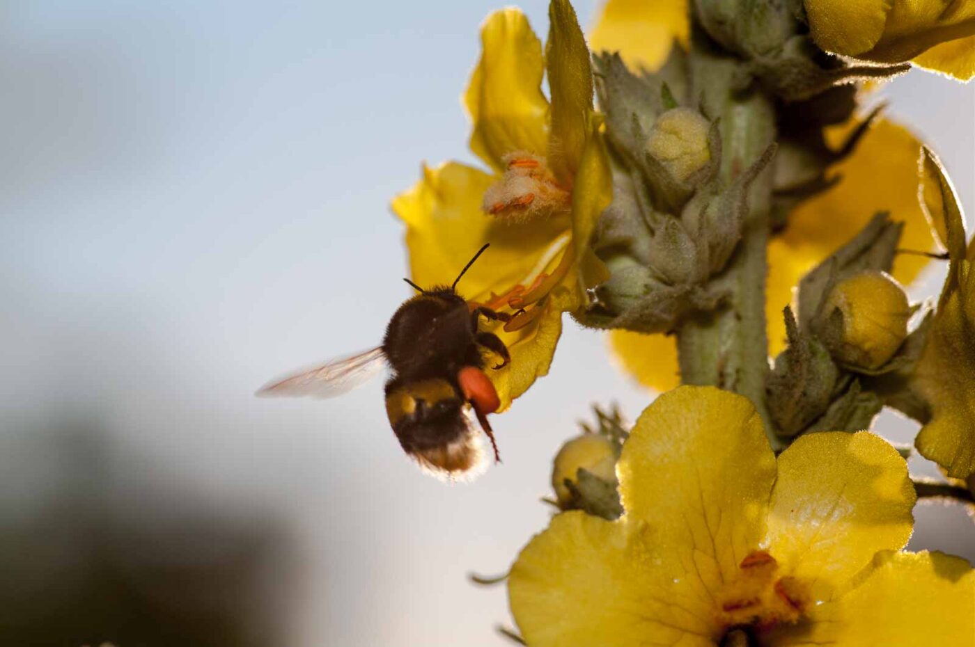 2020-06-24 - NSG Hürfeldhalde Dorsten