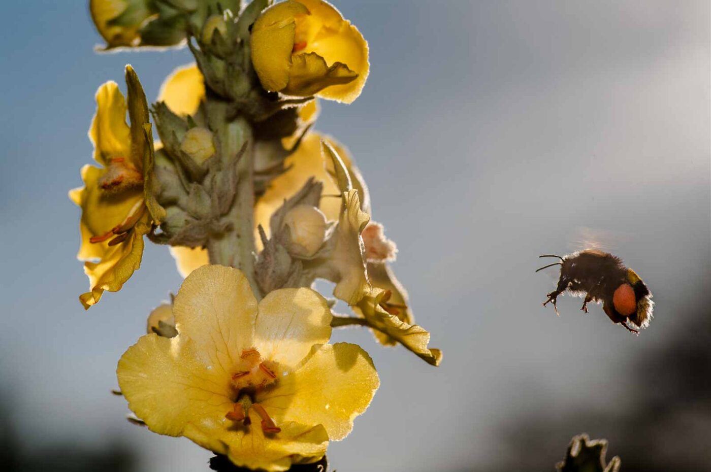 2020-06-24 - NSG Hürfeldhalde Dorsten