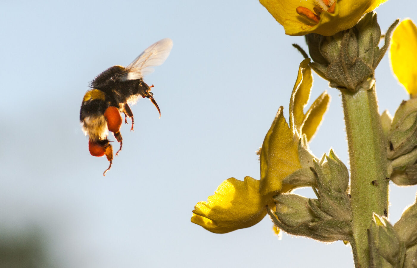 2020-06-24 - NSG Hürfeldhalde Dorsten