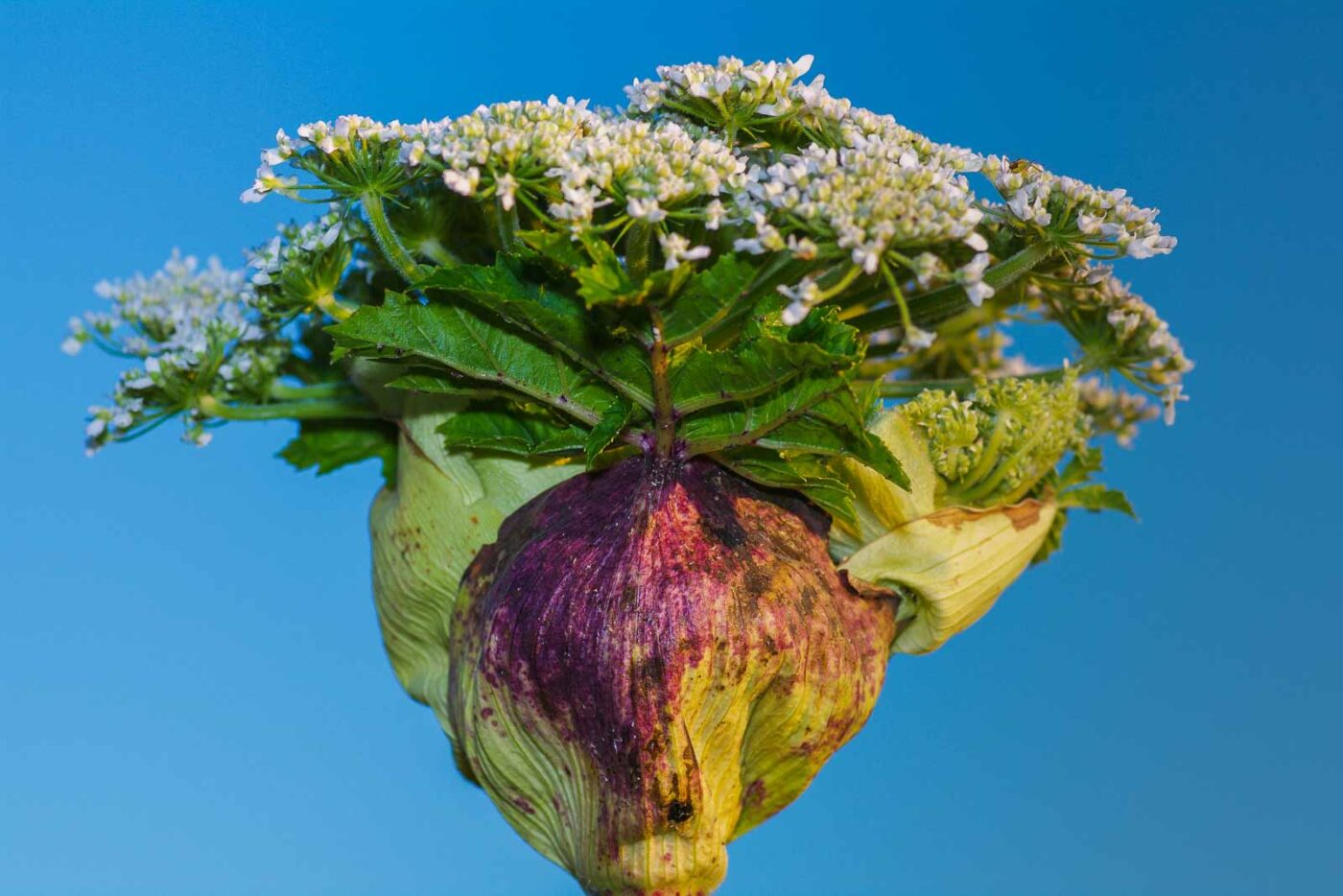 2020-06-24 - NSG Hürfeldhalde Dorsten