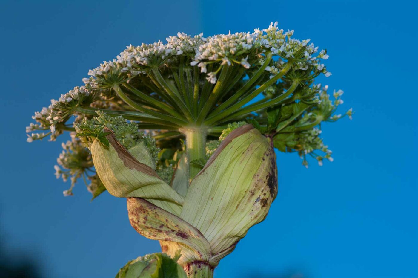 2020-06-24 - NSG Hürfeldhalde Dorsten