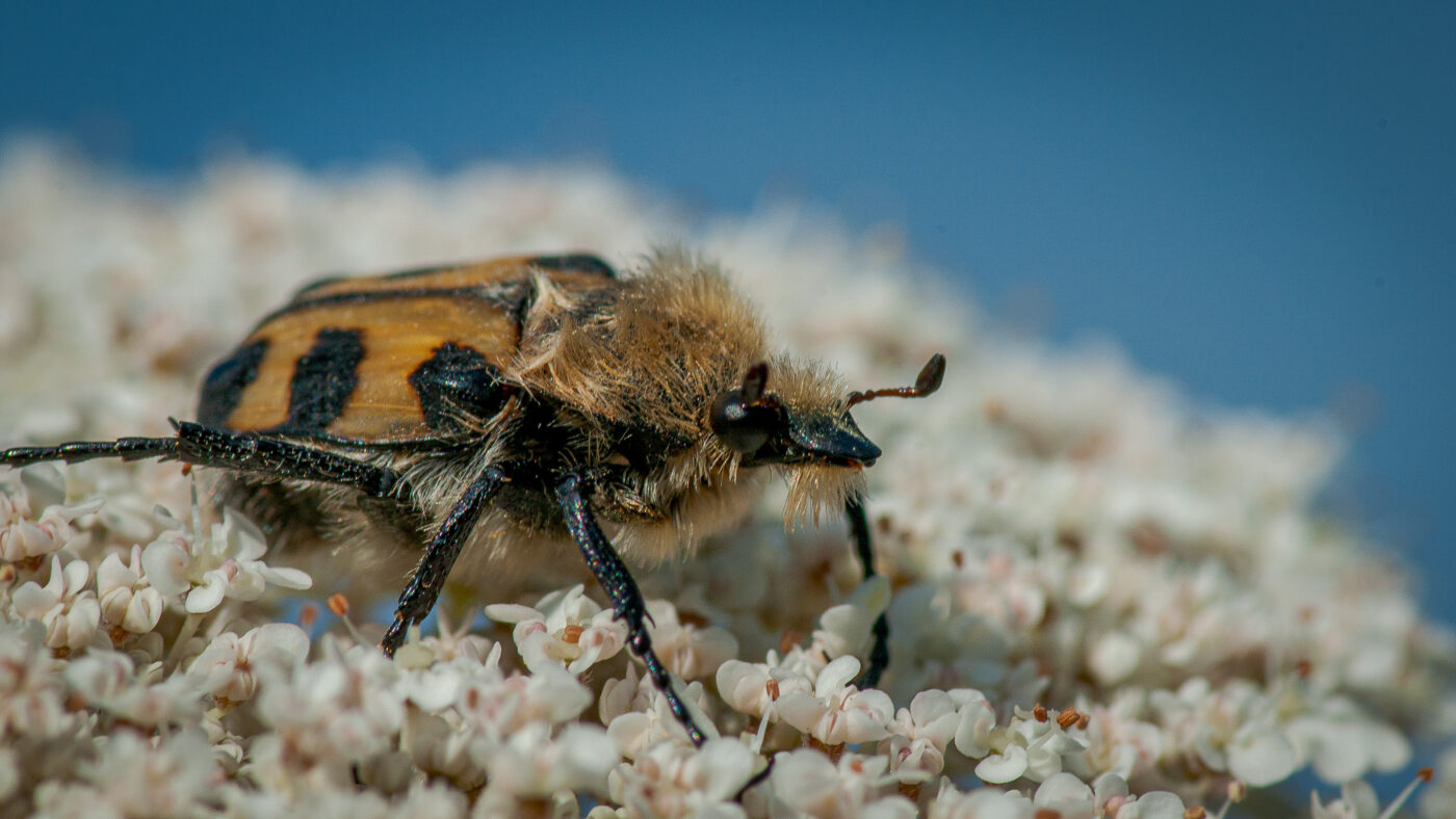 2020-07-07 - NSG Hafen Herten