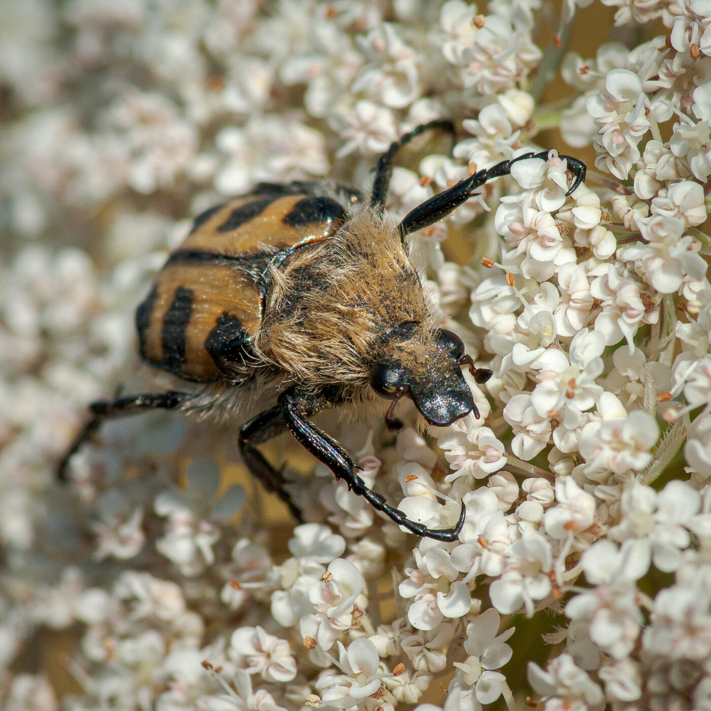 2020-07-07 - NSG Hafen Herten
