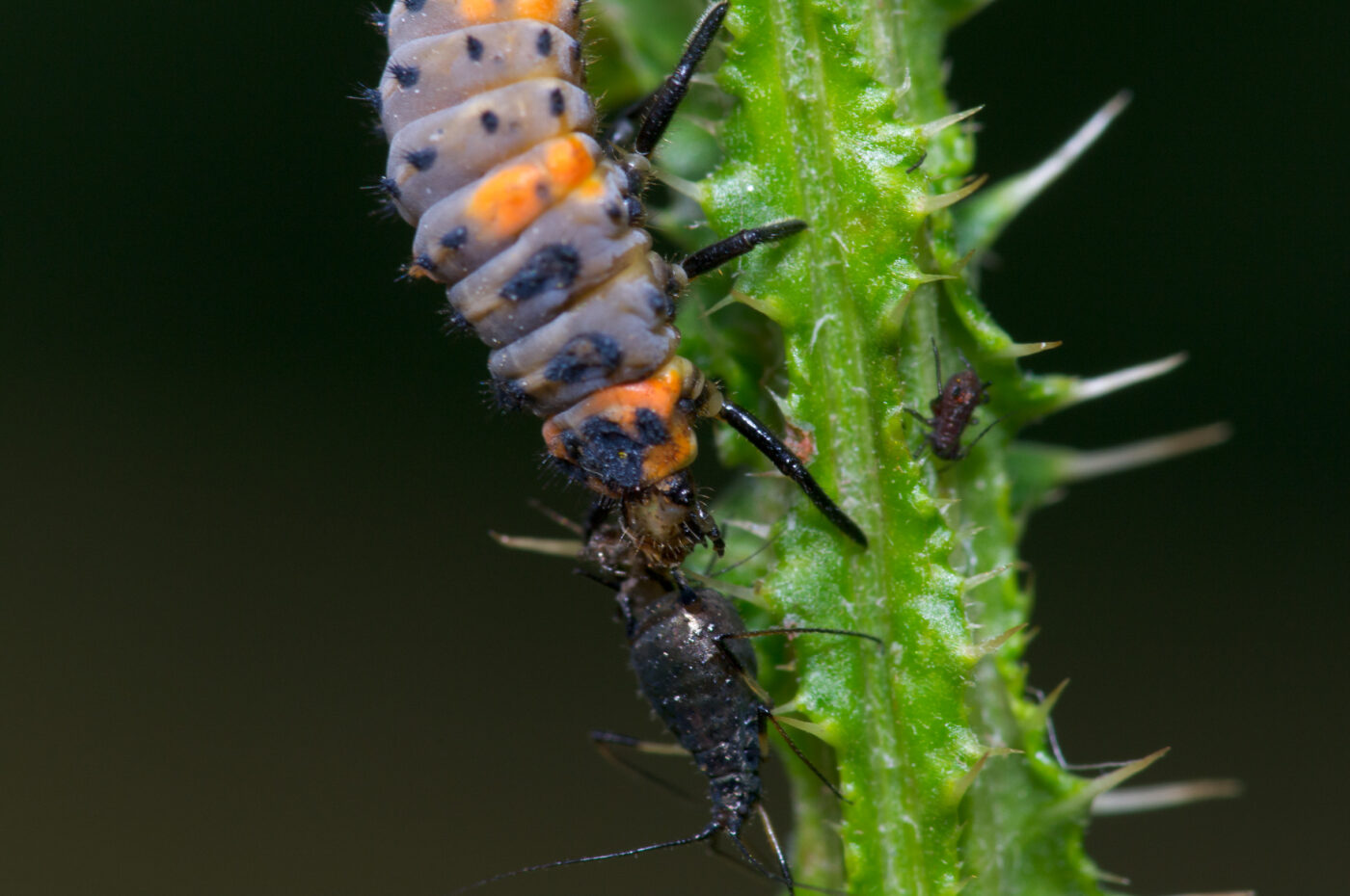 2020-07-07 - NSG Hafen Herten