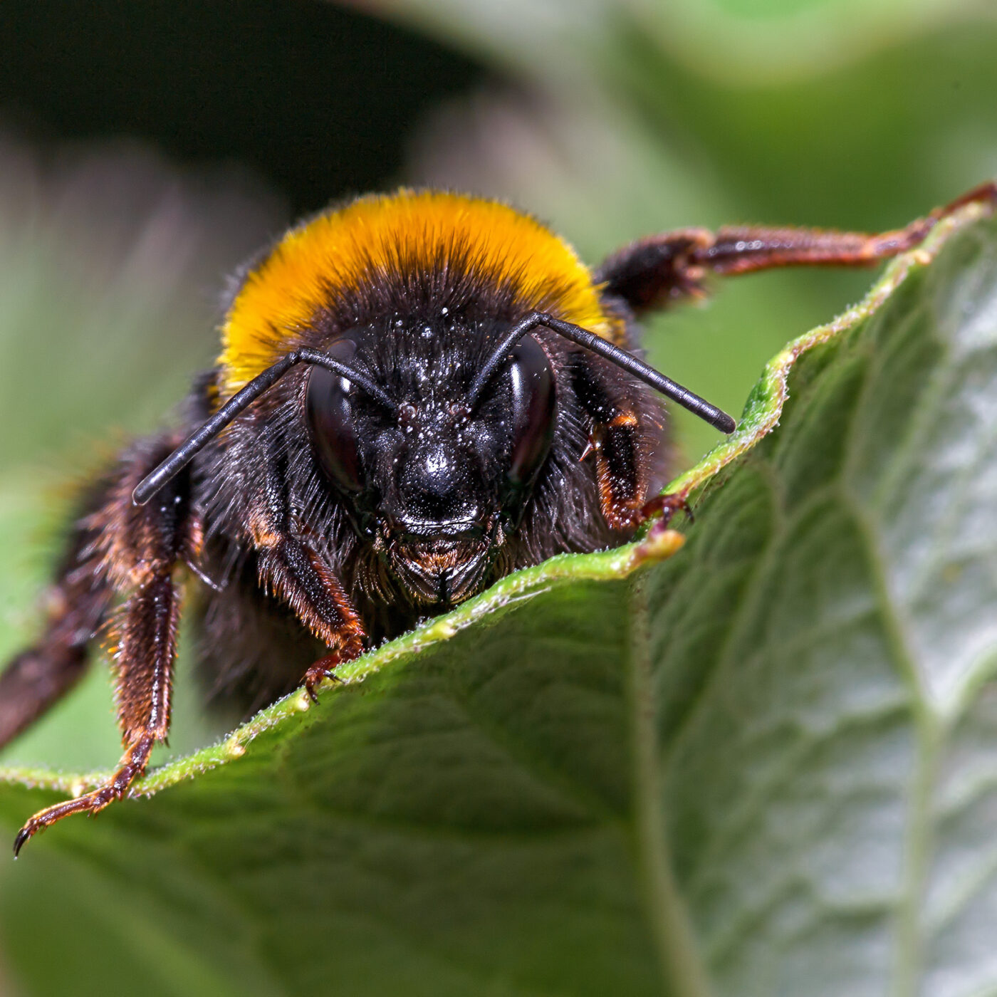 2020-07-07 - NSG Hafen Herten