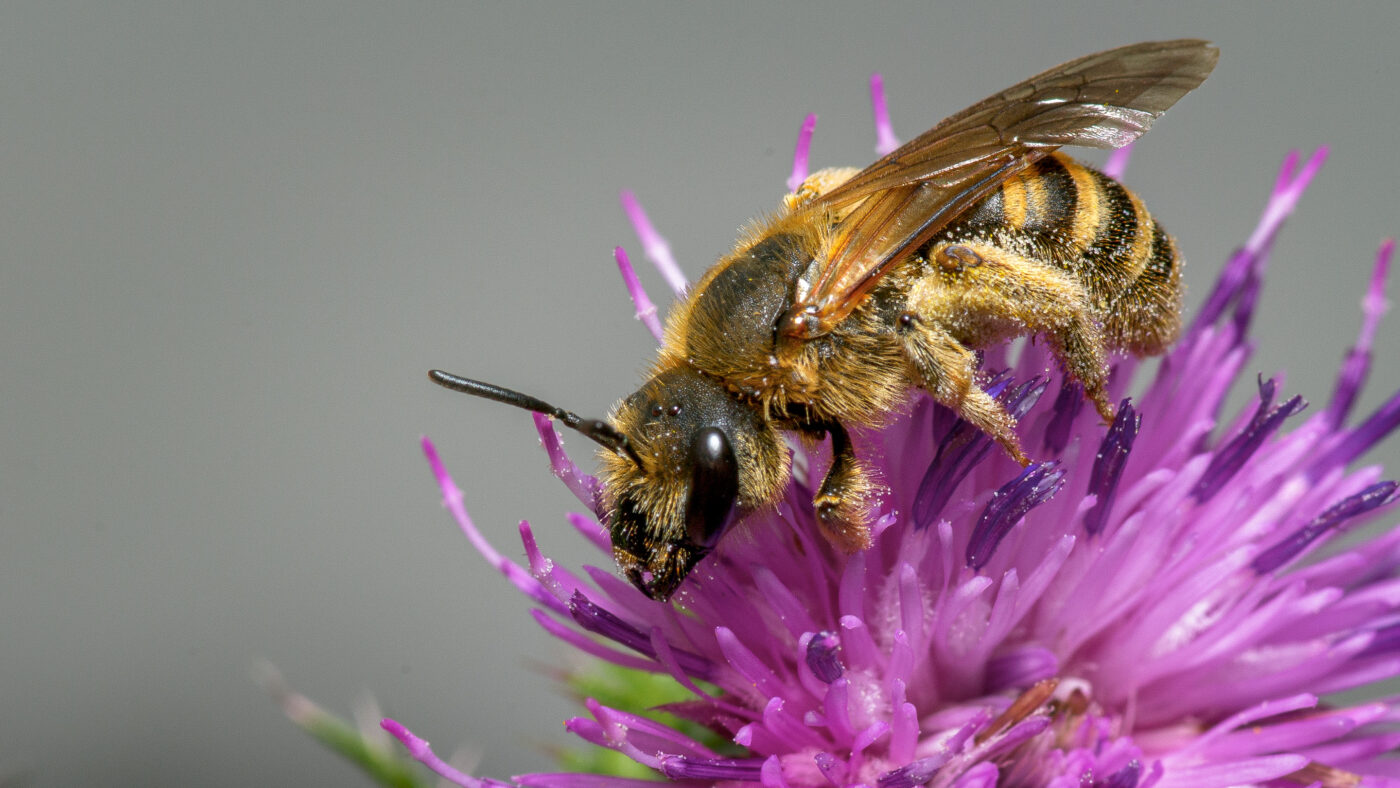 2020-07-07 - NSG Hafen Herten