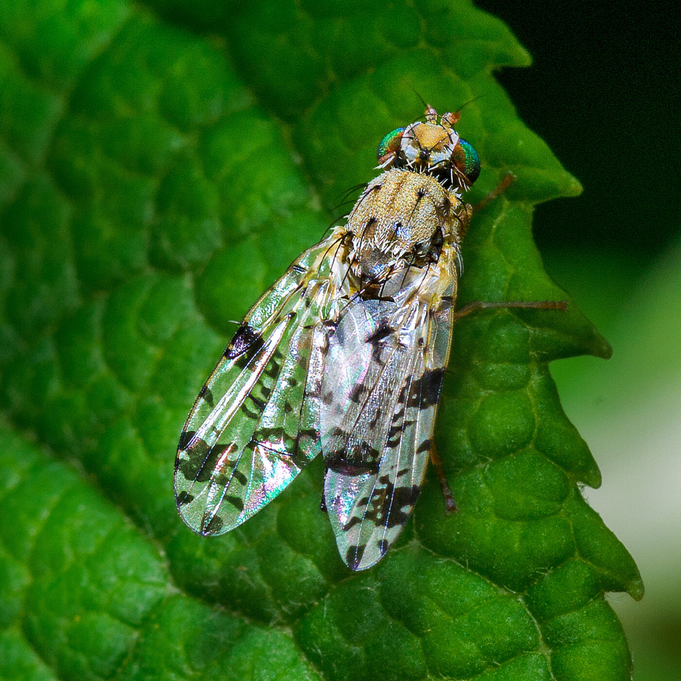 2020-07-07 - NSG Hafen Herten