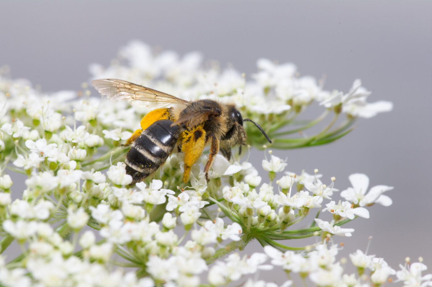 2020-07-07 - NSG Hafen Herten