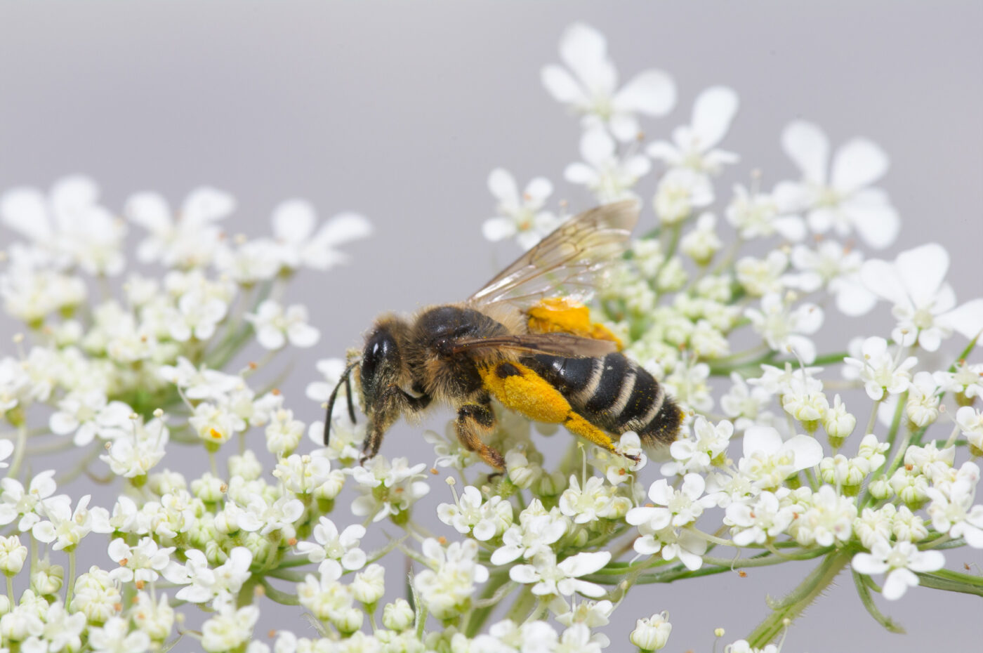 2020-07-07 - NSG Hafen Herten