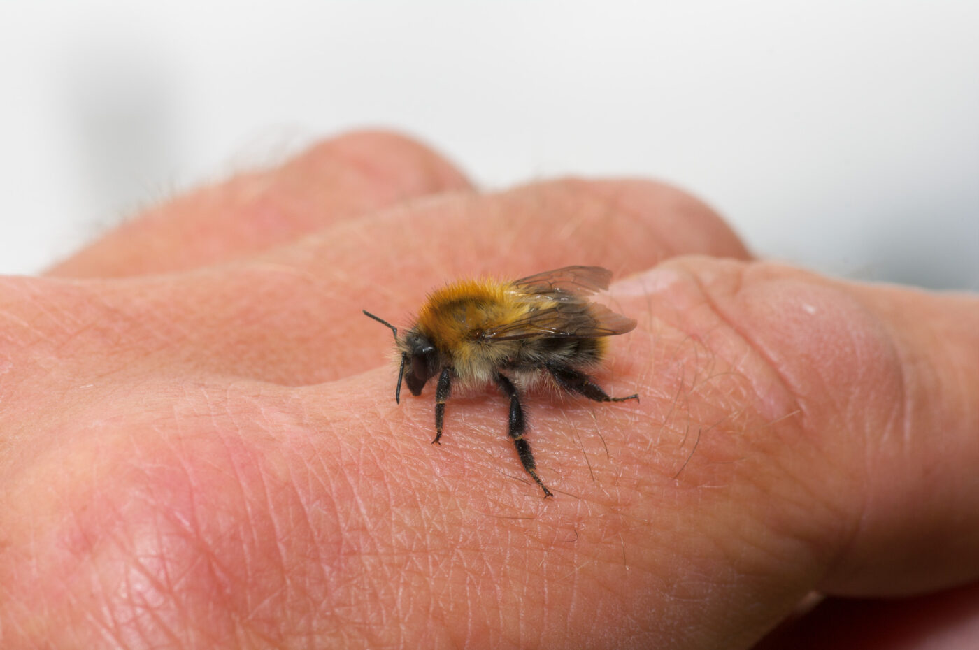 2020-07-07 - NSG Hafen Herten