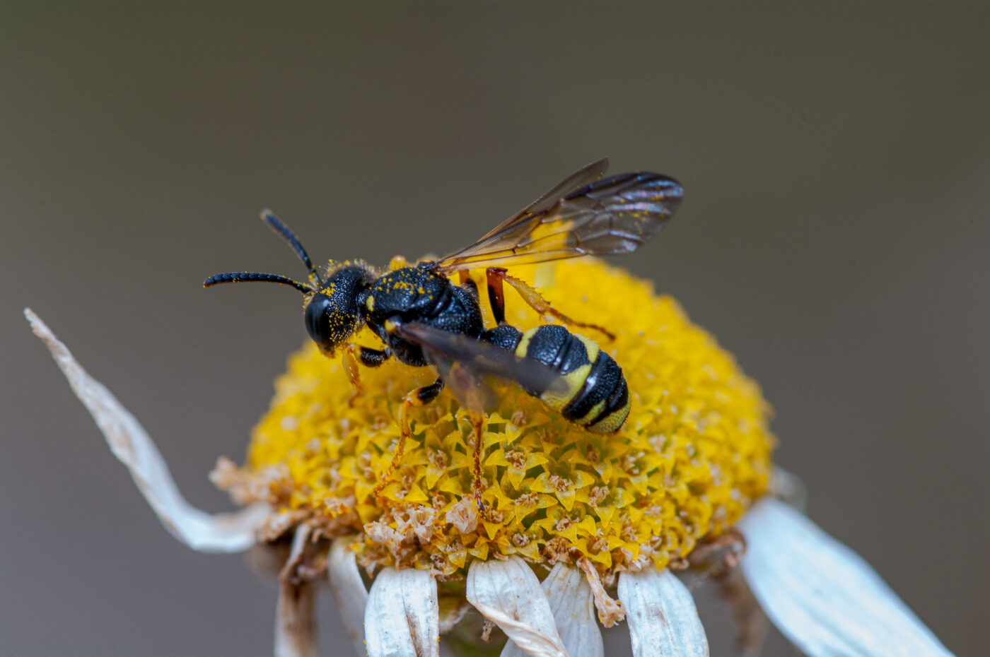 2020-07-07 - NSG Hafen Herten