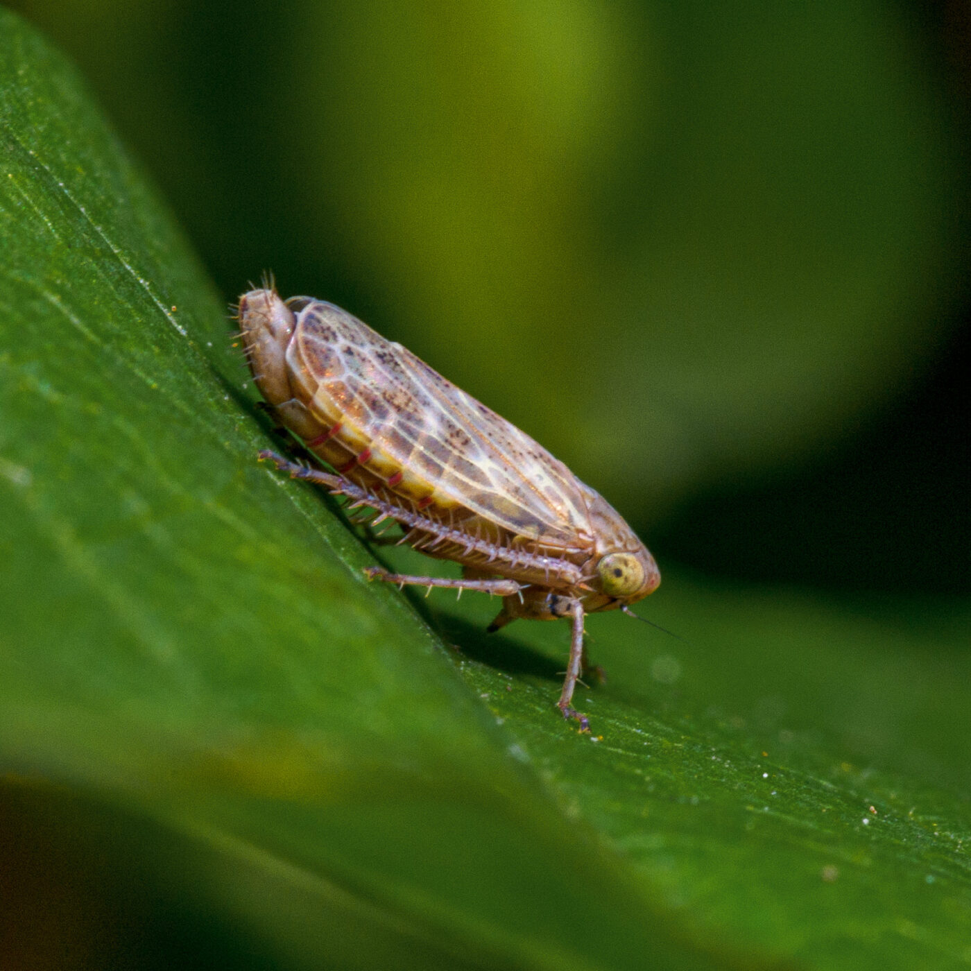 2020-07-07 - NSG Hafen Herten