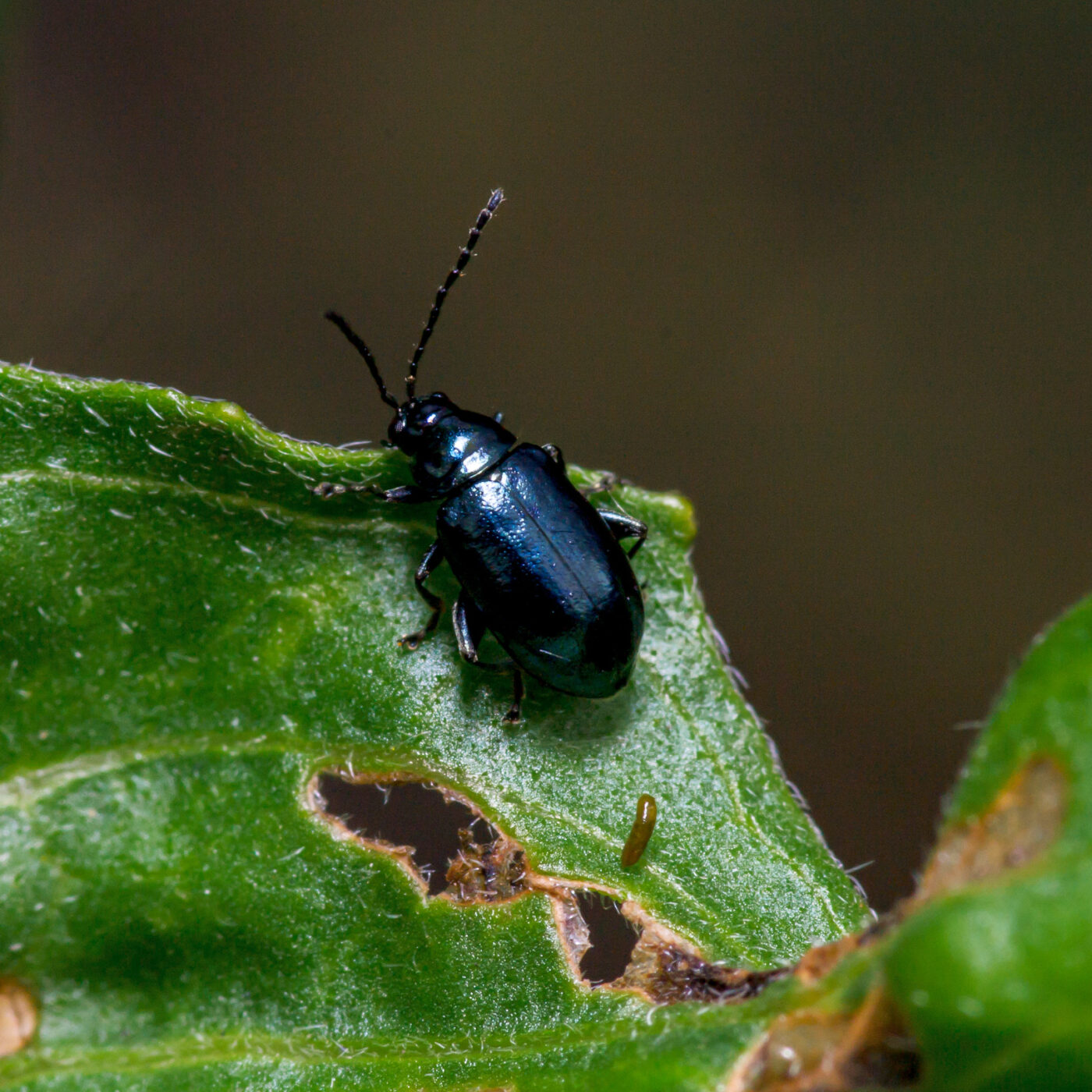 2020-07-07 - NSG Hafen Herten