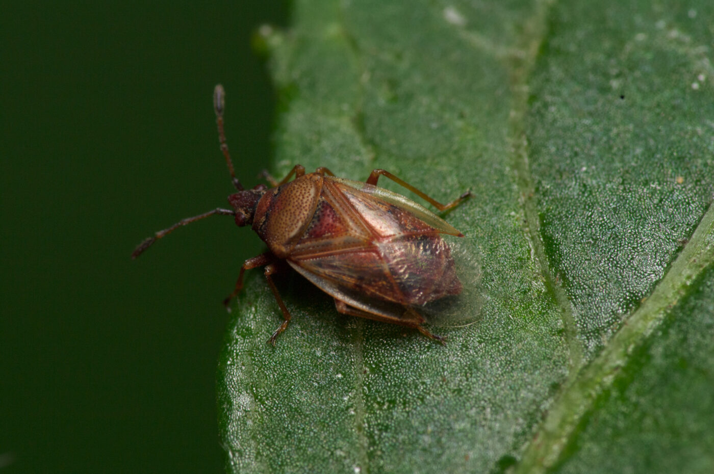 2020-07-07 - NSG Hafen Herten