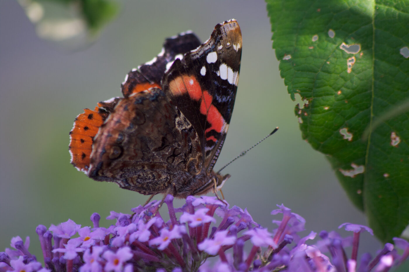2020-07-19 - EmscherValleyWay Recklinghausen