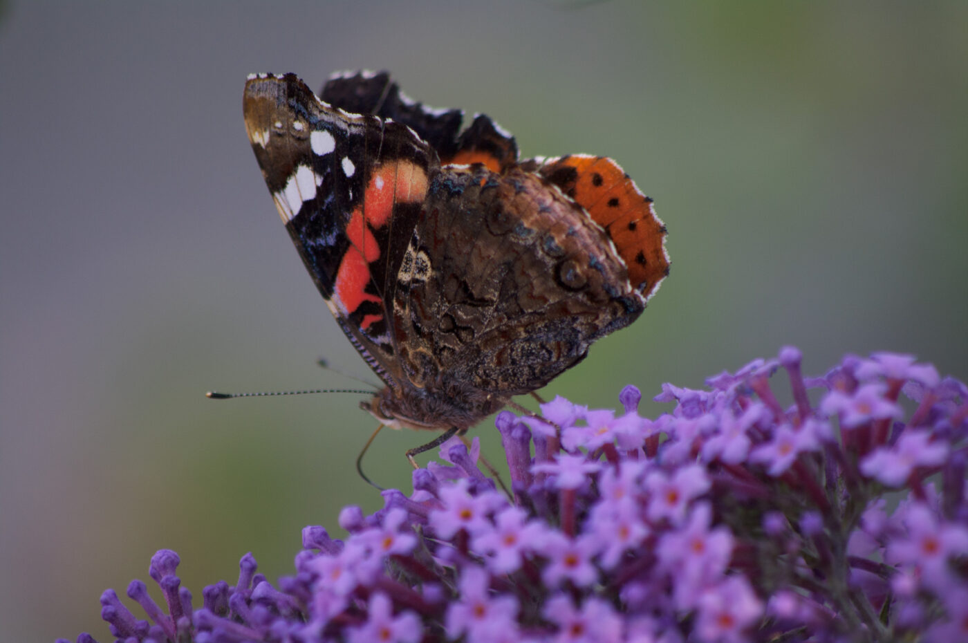 2020-07-19 - EmscherValleyWay Recklinghausen