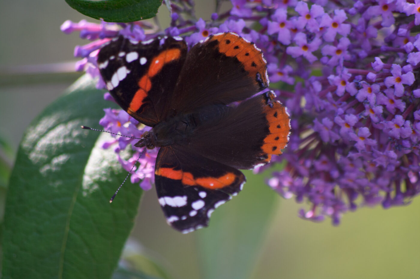 2020-07-19 - EmscherValleyWay Recklinghausen