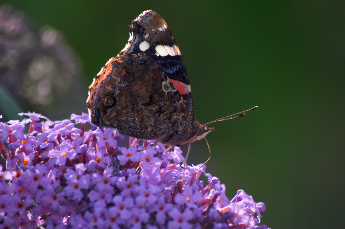 2020-07-19 - EmscherValleyWay Recklinghausen