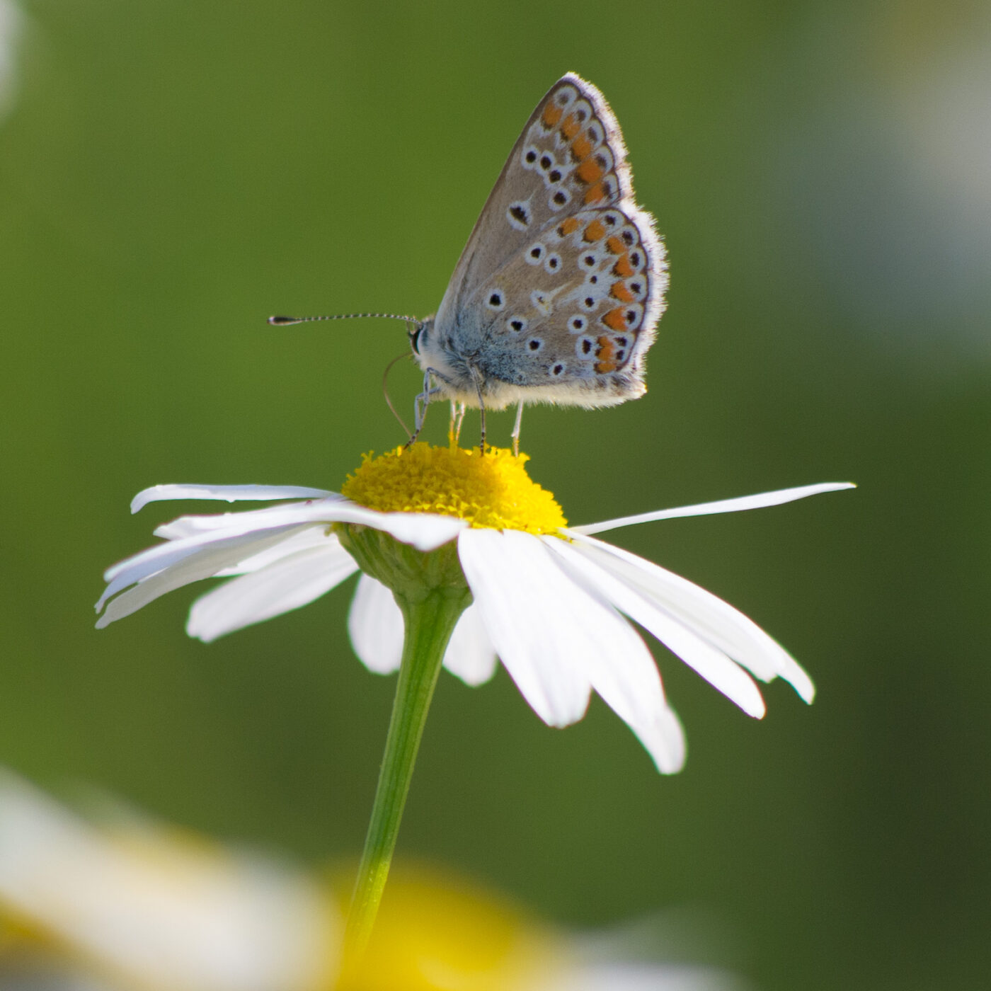 2020-07-19 - EmscherValleyWay Recklinghausen