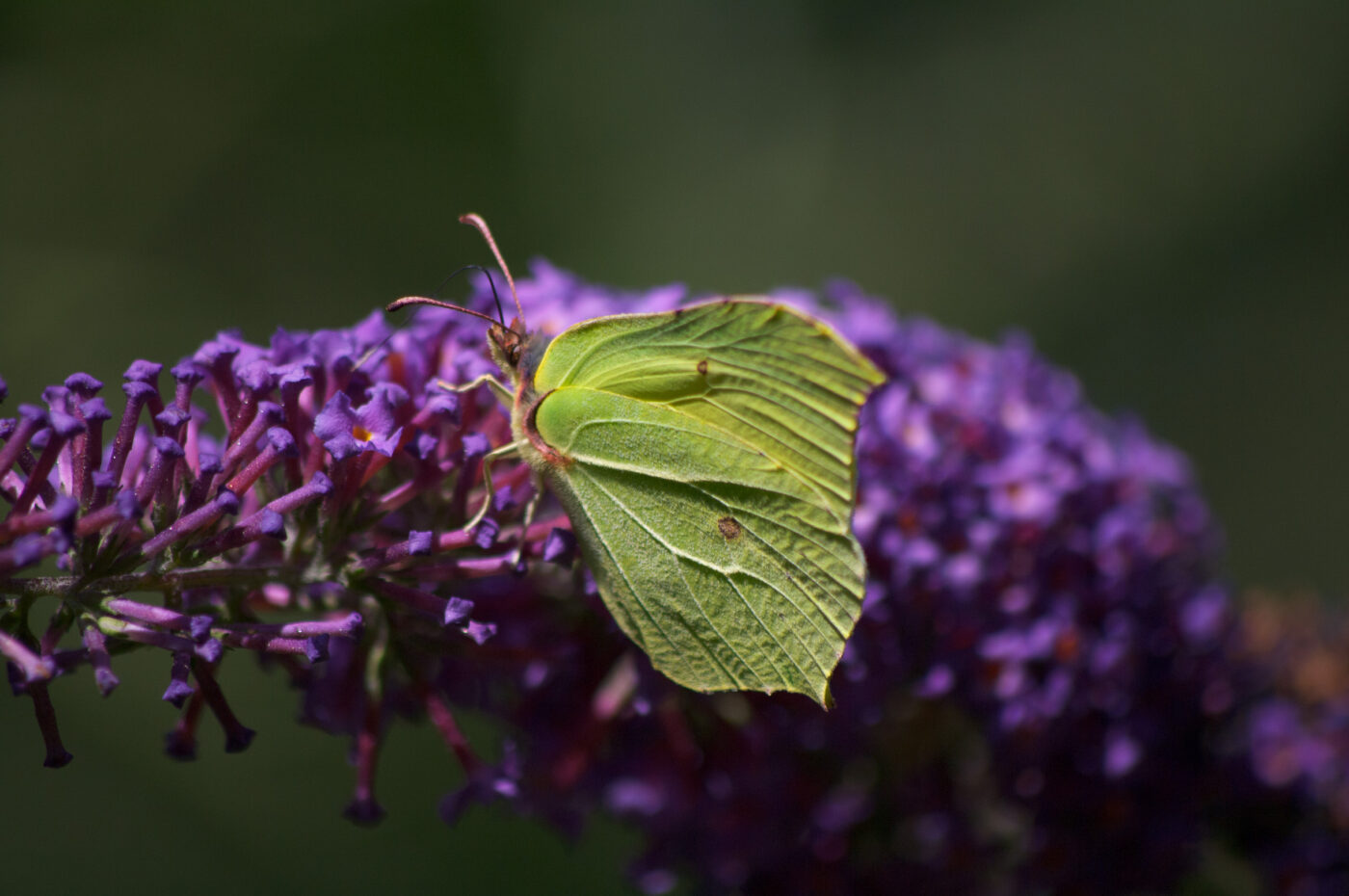 2020-07-19 - EmscherValleyWay Recklinghausen