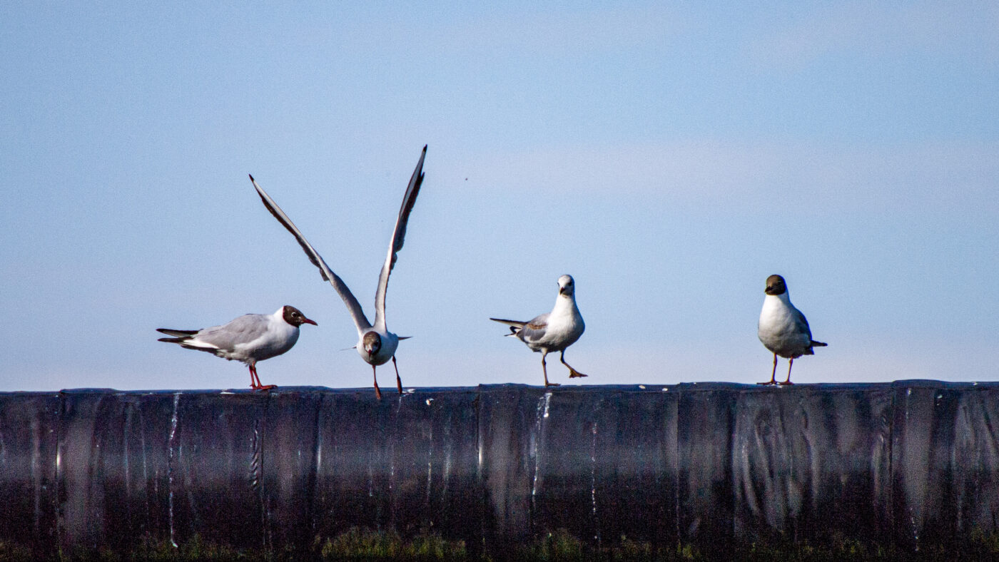 2020-07-19 - EmscherValleyWay Recklinghausen