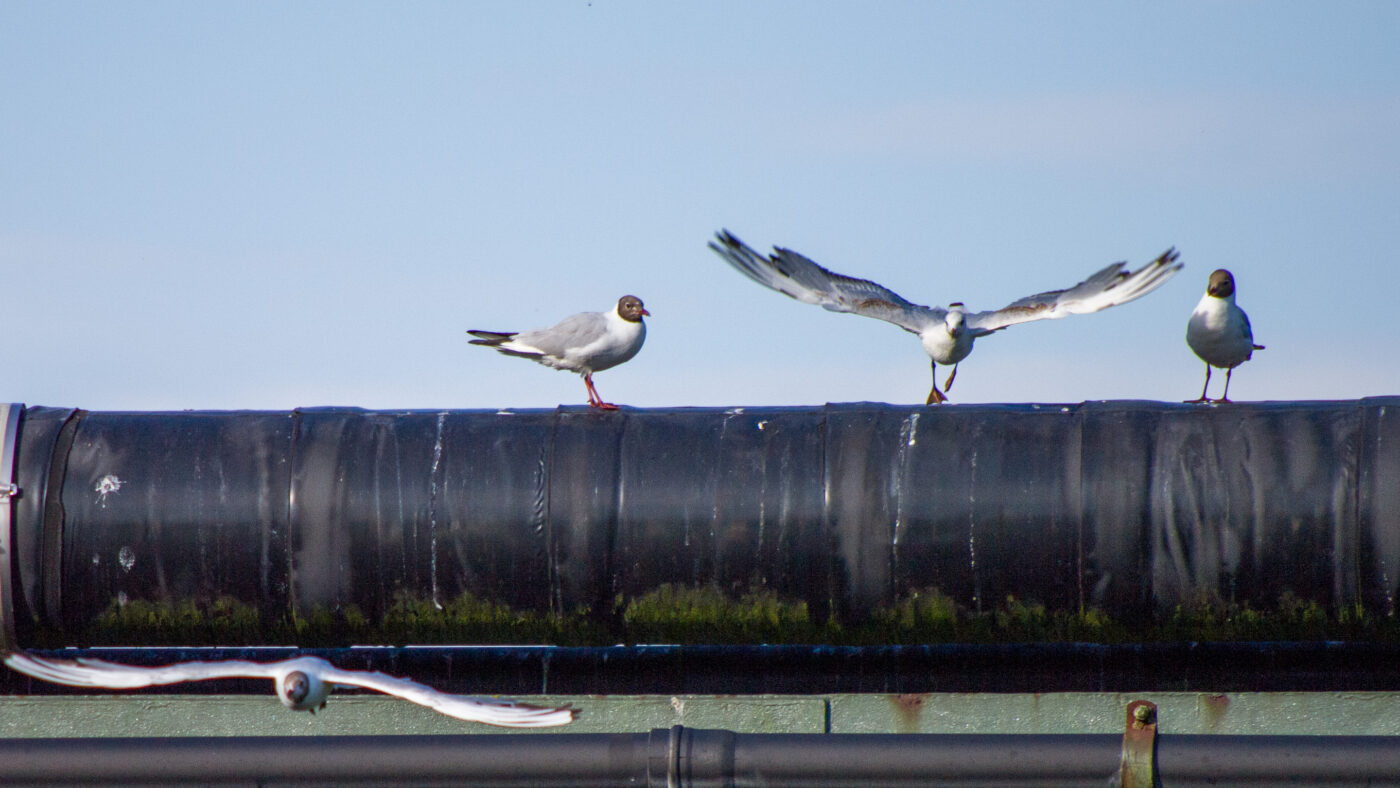 2020-07-19 - EmscherValleyWay Recklinghausen