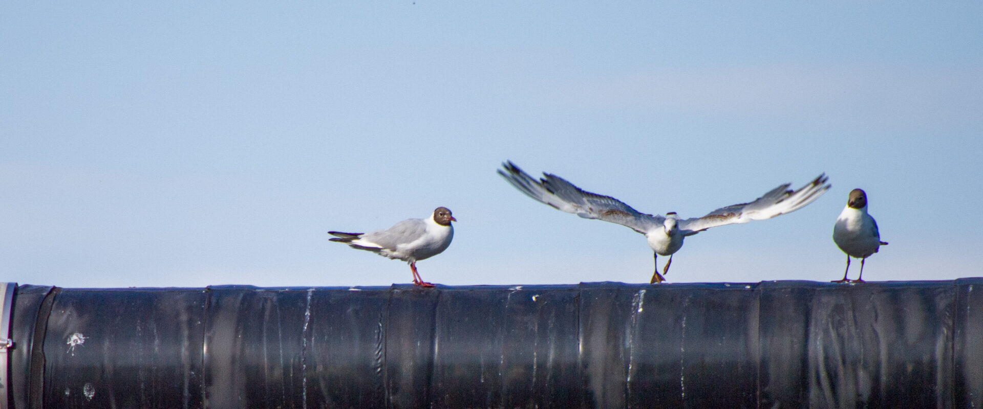 2020-07-19 – EmscherValleyEiland – MöwenFlugShow